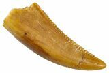 Serrated, Raptor Tooth - Real Dinosaur Tooth #285197-1